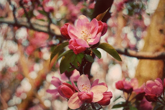 [Cherry-Crabapple 4-14-08 copy 2[5].jpg]